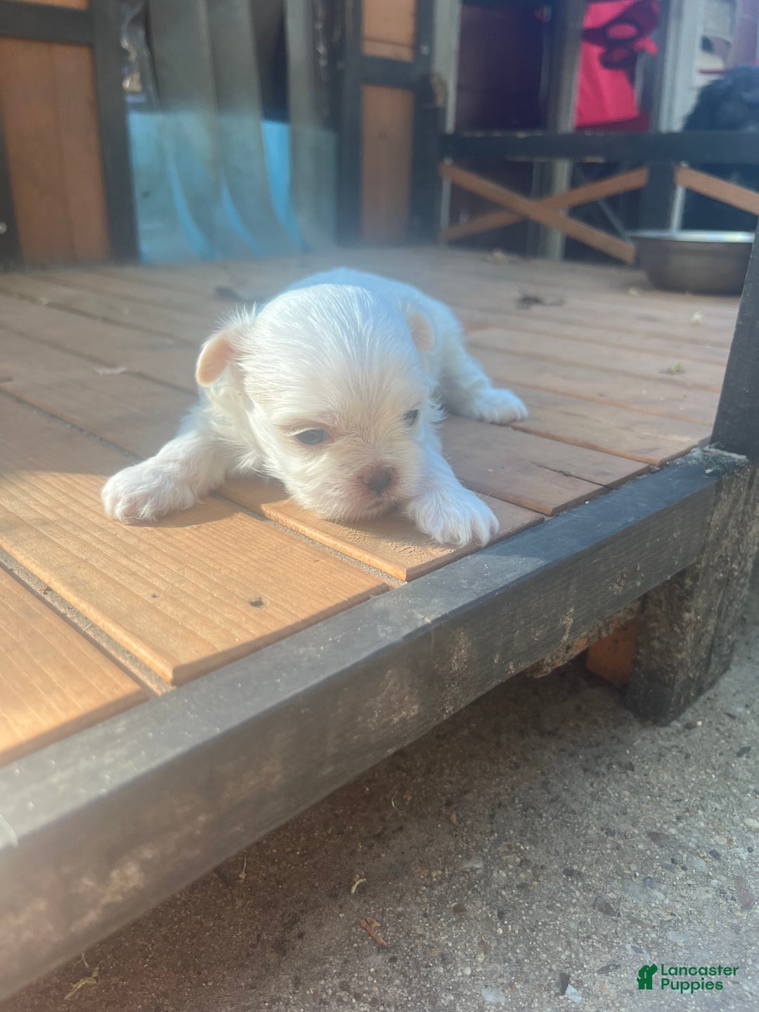 Malshi dogs for sale: Malshi Puppy 3 - Ad 3