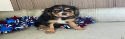 Cavalier King Charles Spaniel dogs for sale: Hudson Cavalier King Charles Spaniel  - Ad 8