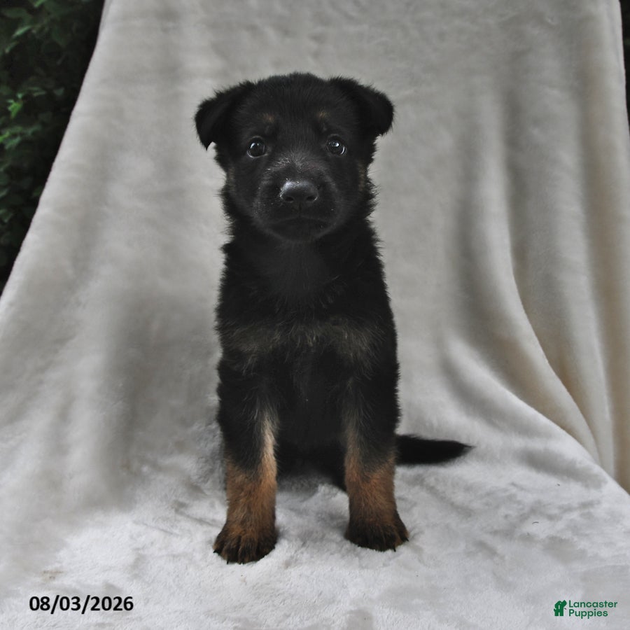 German Shepherd dogs Raven - Ad 2