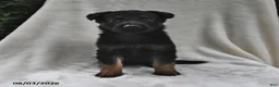 German Shepherd dogs for sale: Raven - Ad 2