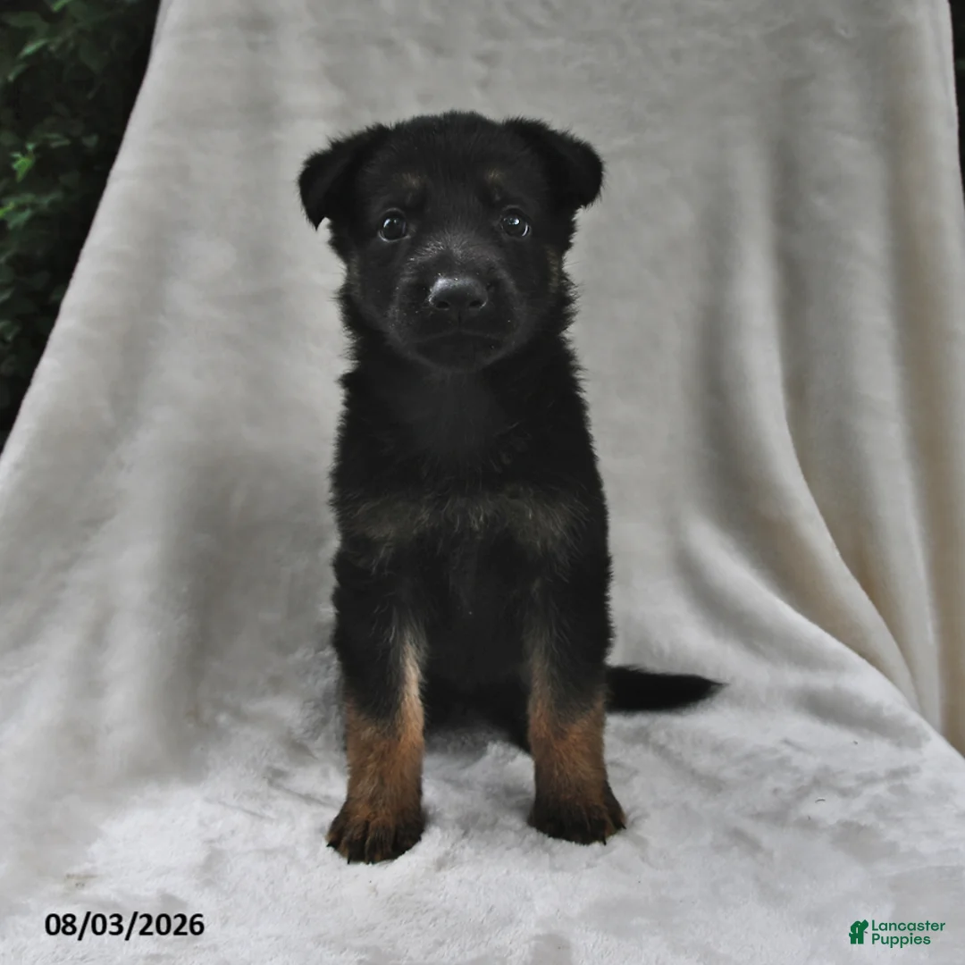 German Shepherd dogs for sale: Raven - Ad 2