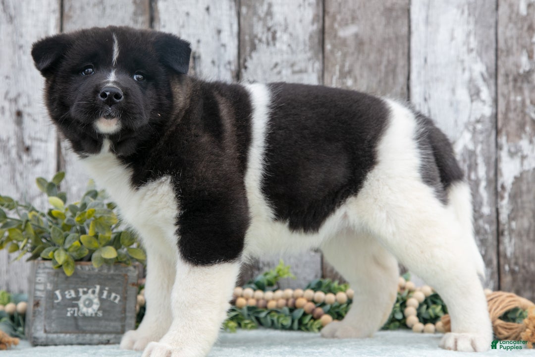 Akita dogs for sale: Corrine - Ad 2