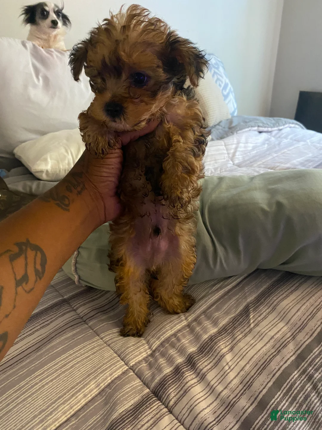 Yorkshire Terrier dogs for sale: Yorkshire Terrier 2 - Ad 1