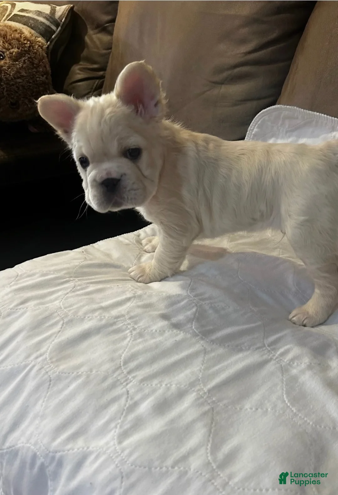 French Bulldog dogs for sale: Ghost - Ad 1