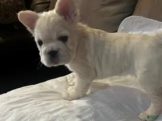 French Bulldog dogs Ghost - Ad 10