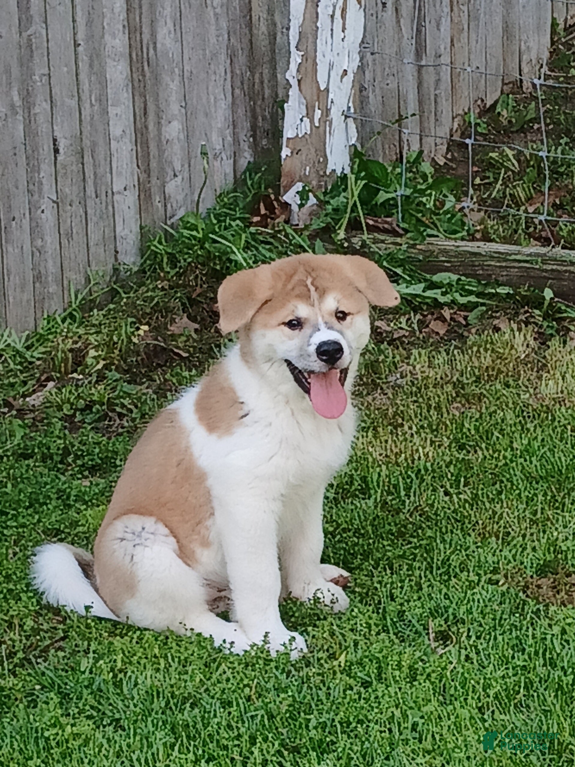 Akita dogs Rowan - Ad 2