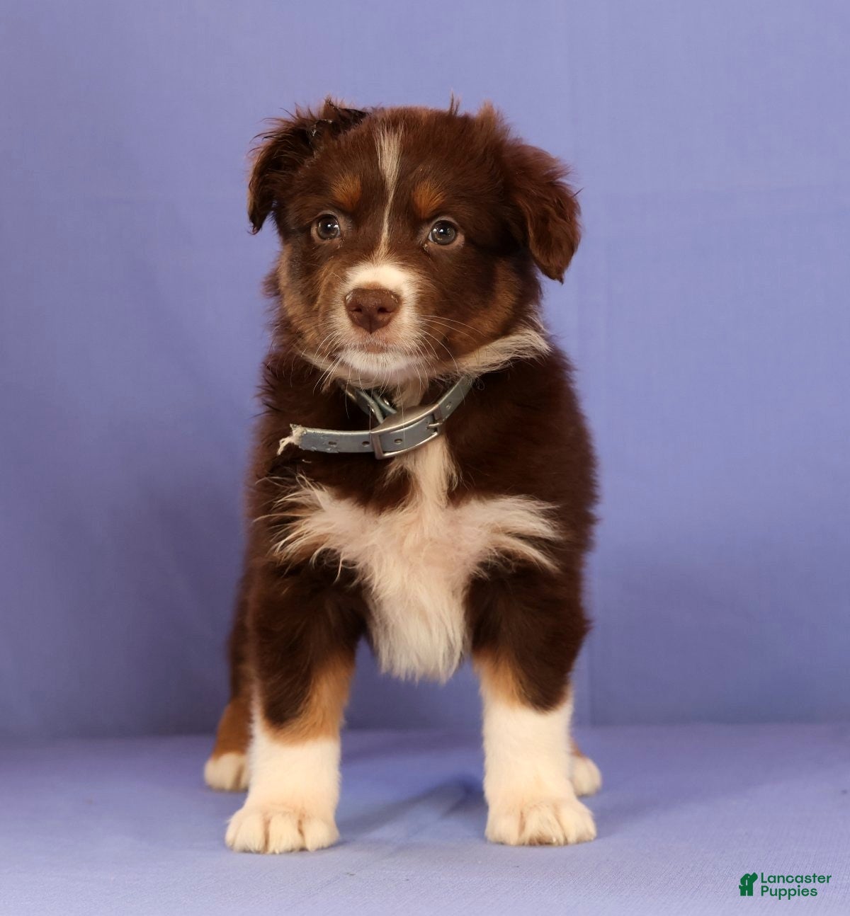 Miniature Australian Shepherd dogs Martha - Ad 1