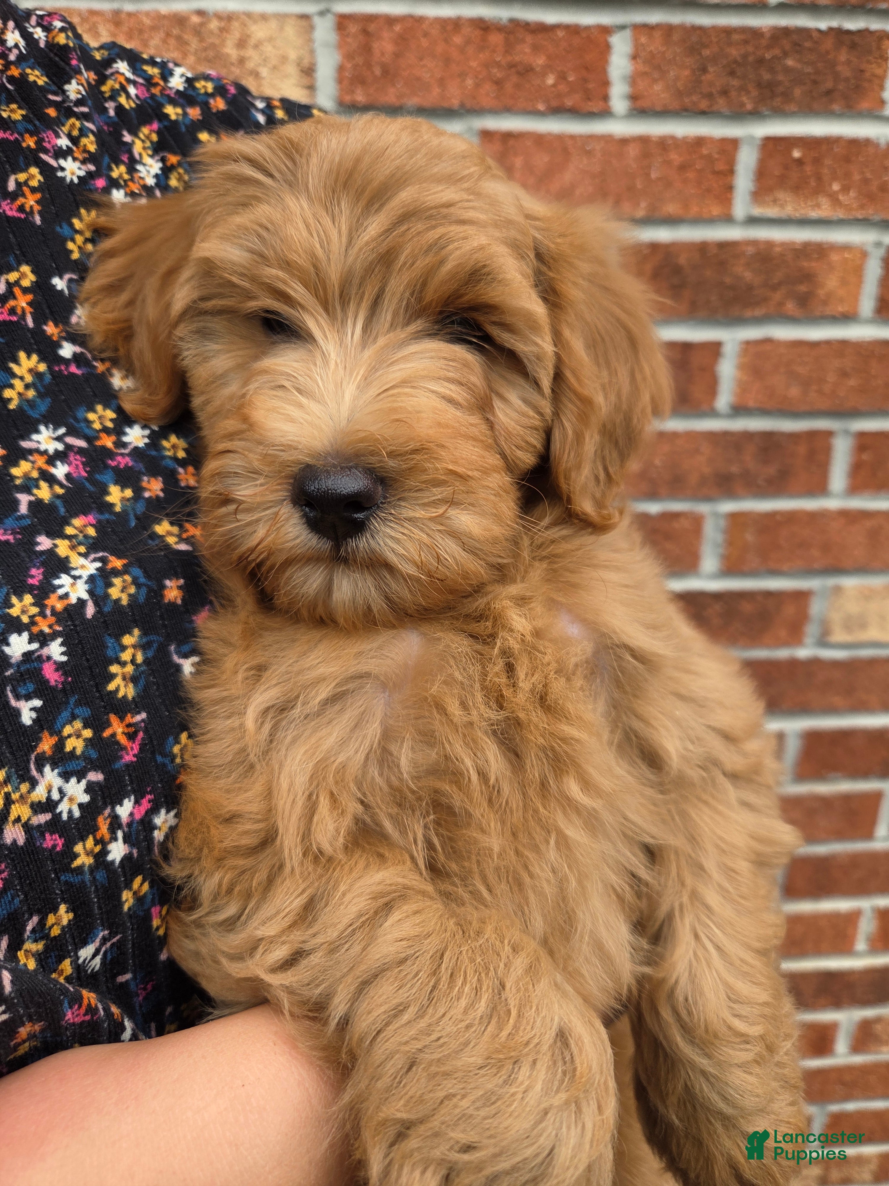 Mini Goldendoodle dogs BOSWELL - Mini Goldendoodle Fluffy Puppy  - Ad 2