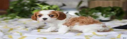 Cavalier King Charles Spaniel dogs for sale: Willow - Ad 6