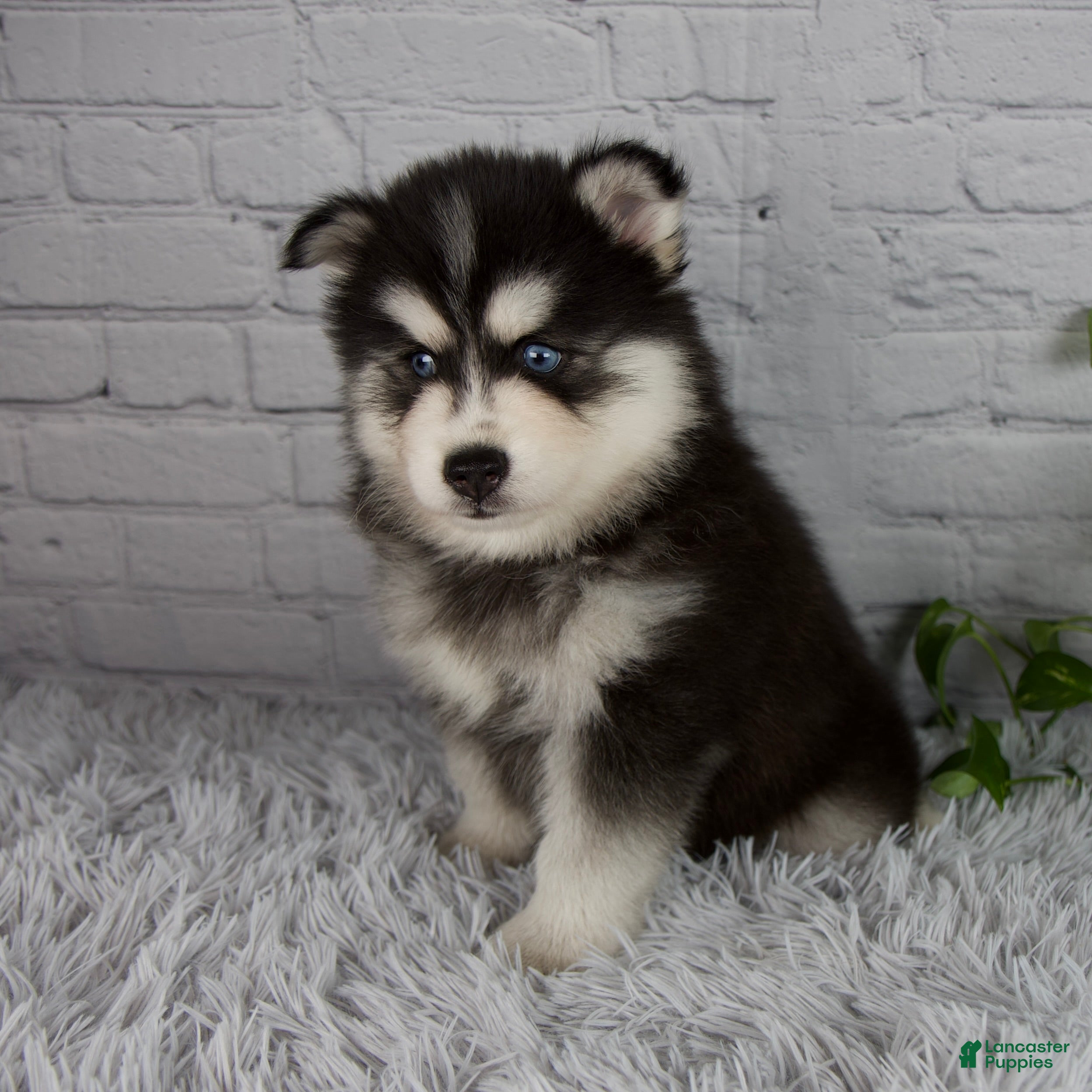 Pomsky dogs Tucker - Ad 2