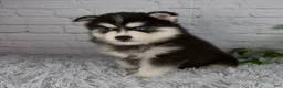 Pomsky dogs for sale: Tucker - Ad 2