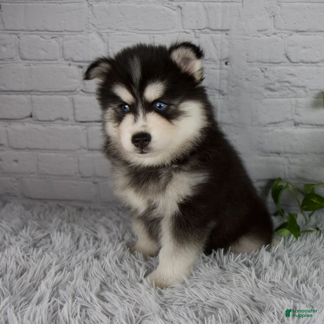 Pomsky dogs for sale: Tucker - Ad 2