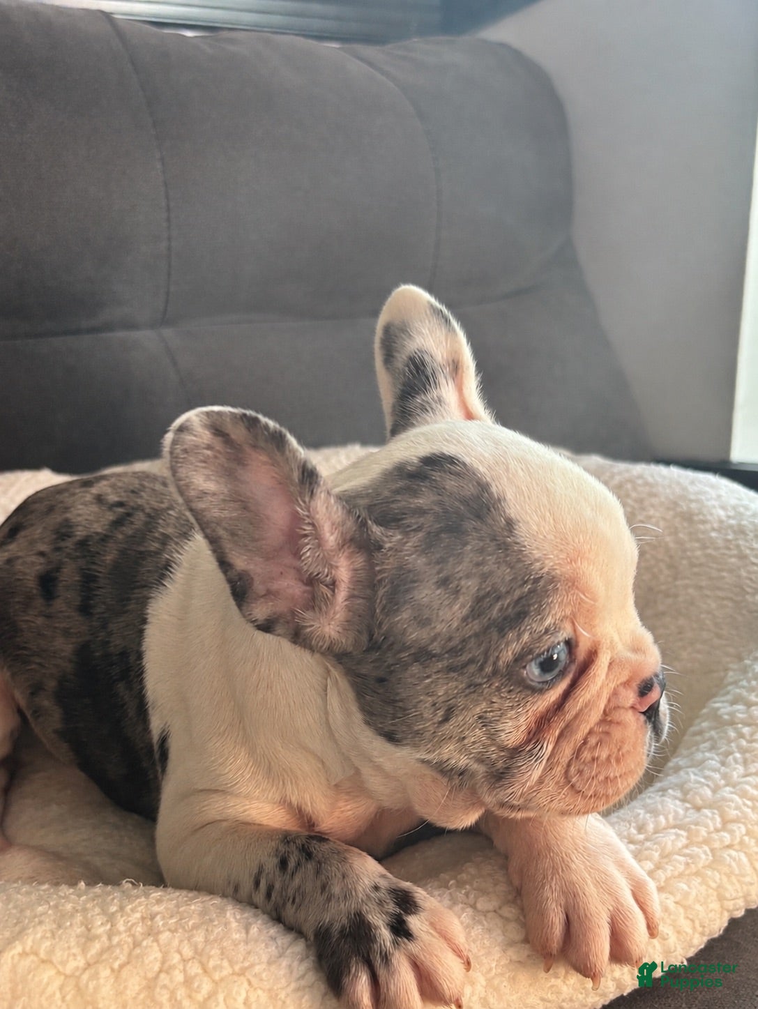 French Bulldog dogs Charlotte "Char"  - Ad 2
