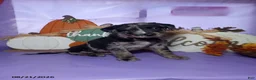 Mixed Breed dogs for sale: Patches - Ad 3