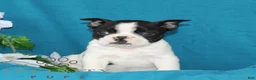 Boston Terrier dogs for sale: Aztec  - Ad 5