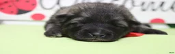 Keeshond dogs for sale: Abbott  - Ad 3