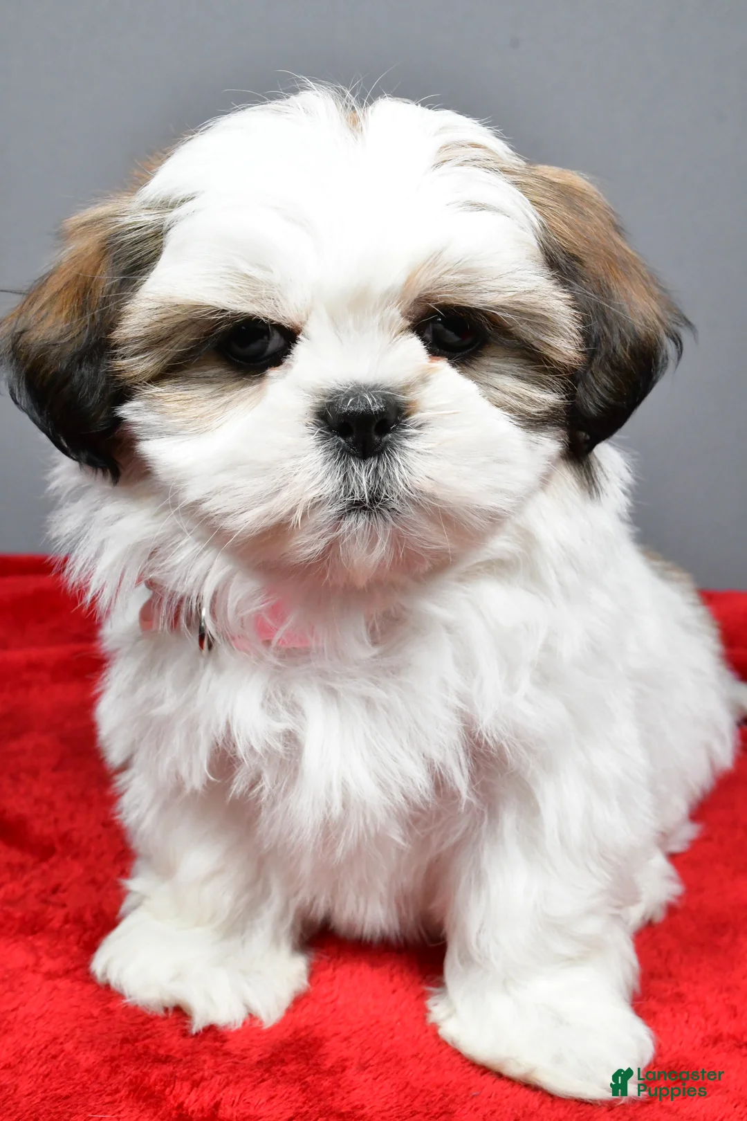 Shih Tzu dogs for sale: Arianna - Ad 8
