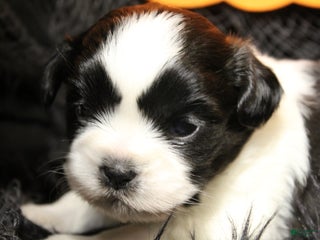 Shih Tzu dogs - Ad 26