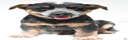 Australian Cattle Dog dogs for sale: Rowdy - Ad 3