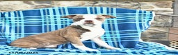 Boston Terrier dogs for sale: Tucker - Ad 1