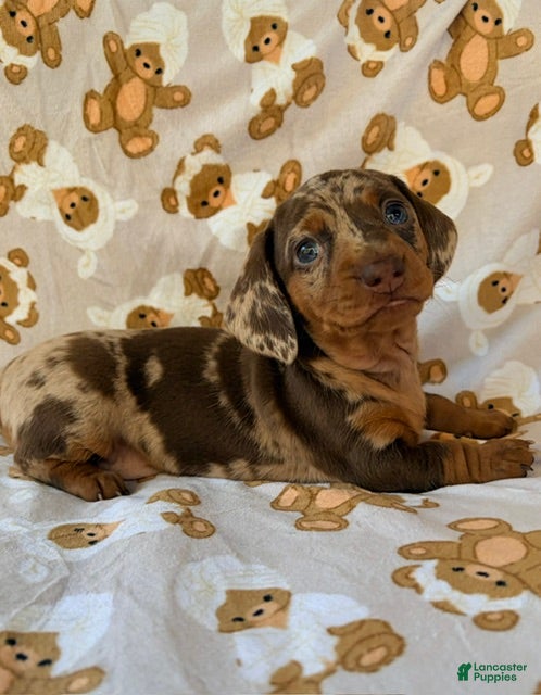 Miniature Dachshund dogs BUBBLES - Ad 1