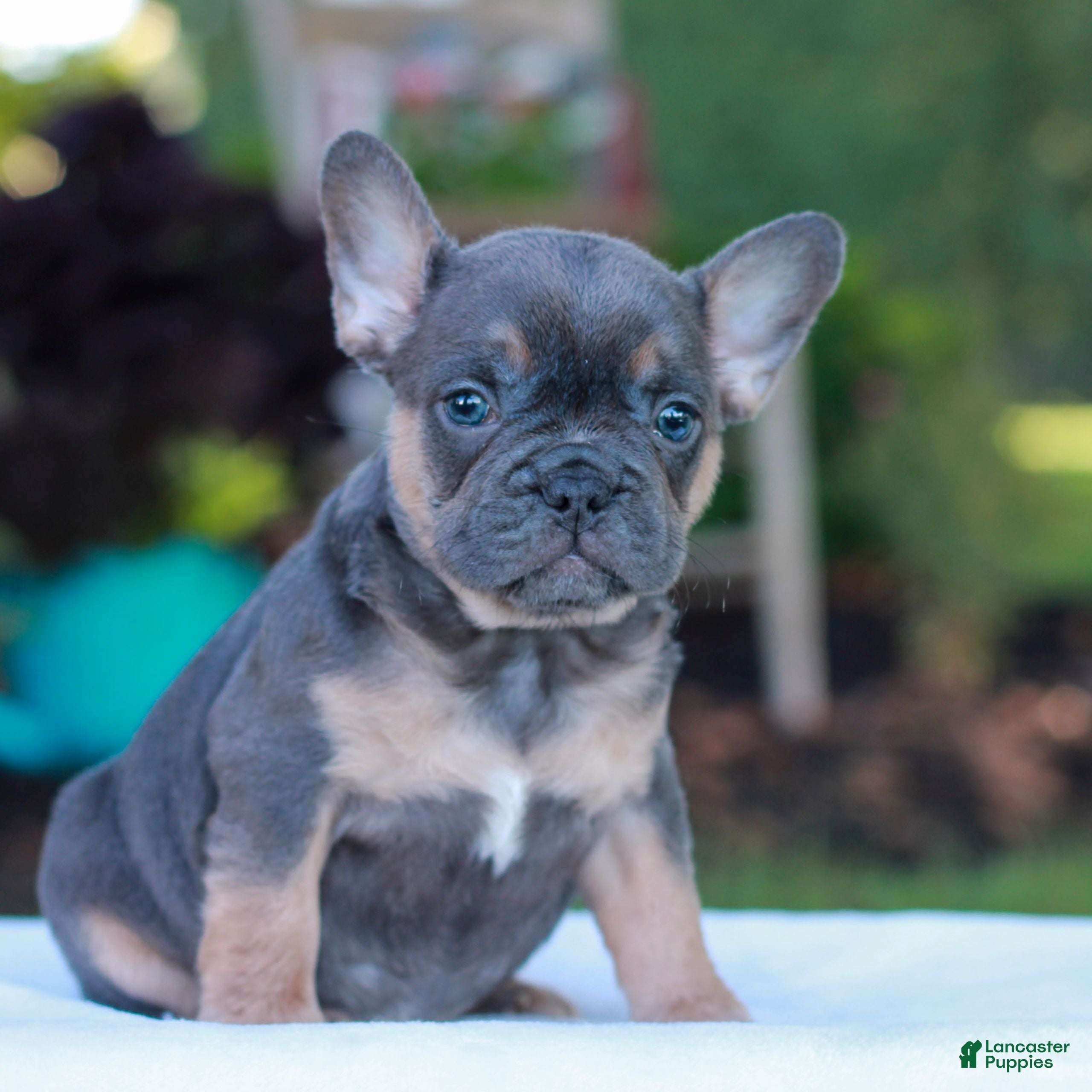French Bulldog dogs for sale: Dillon  - Ad 2