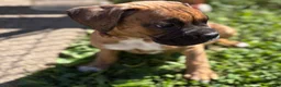 Boxer dogs for sale: Half-Breed - Ad 8