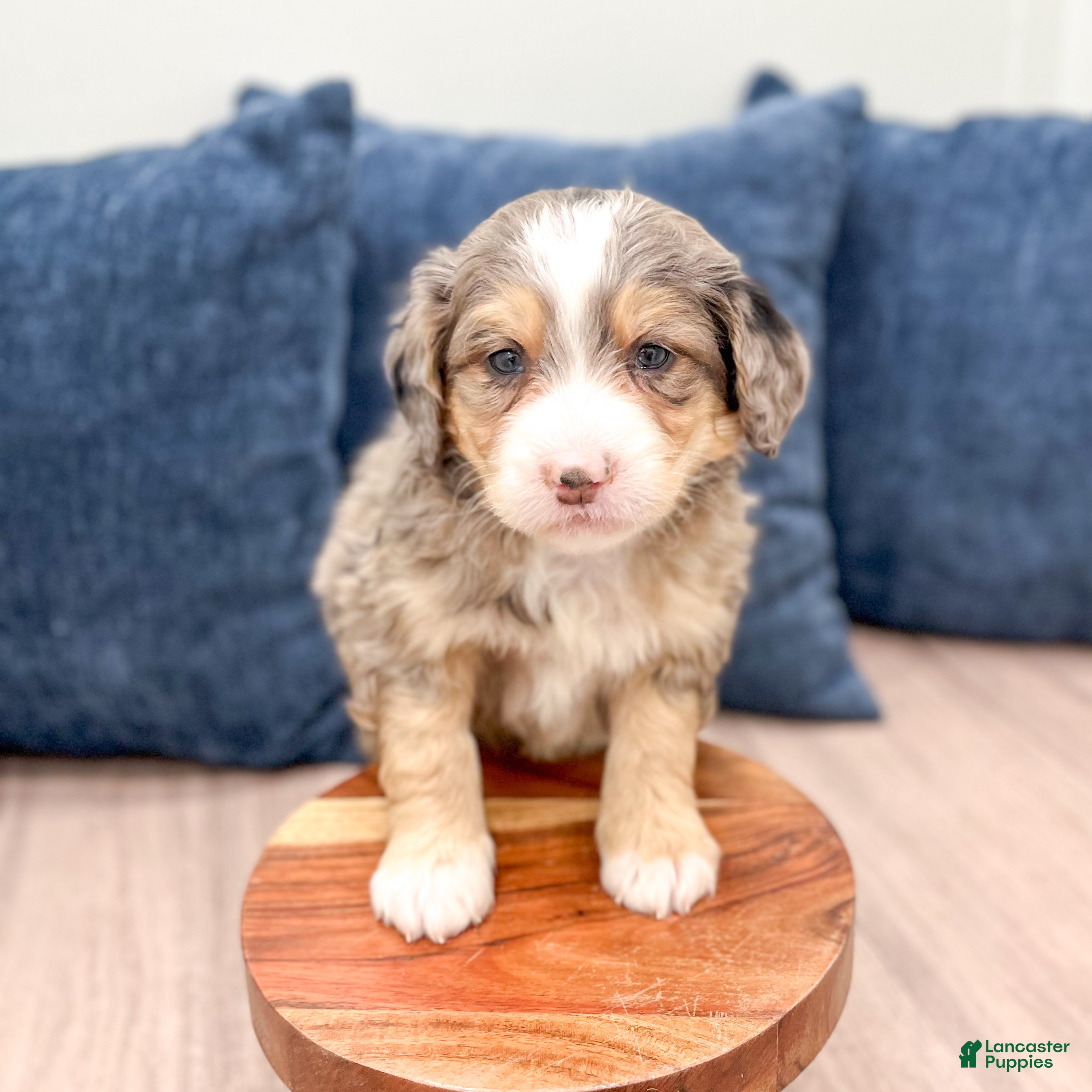 Mini Bernedoodle dogs Wyatt - Ad 2