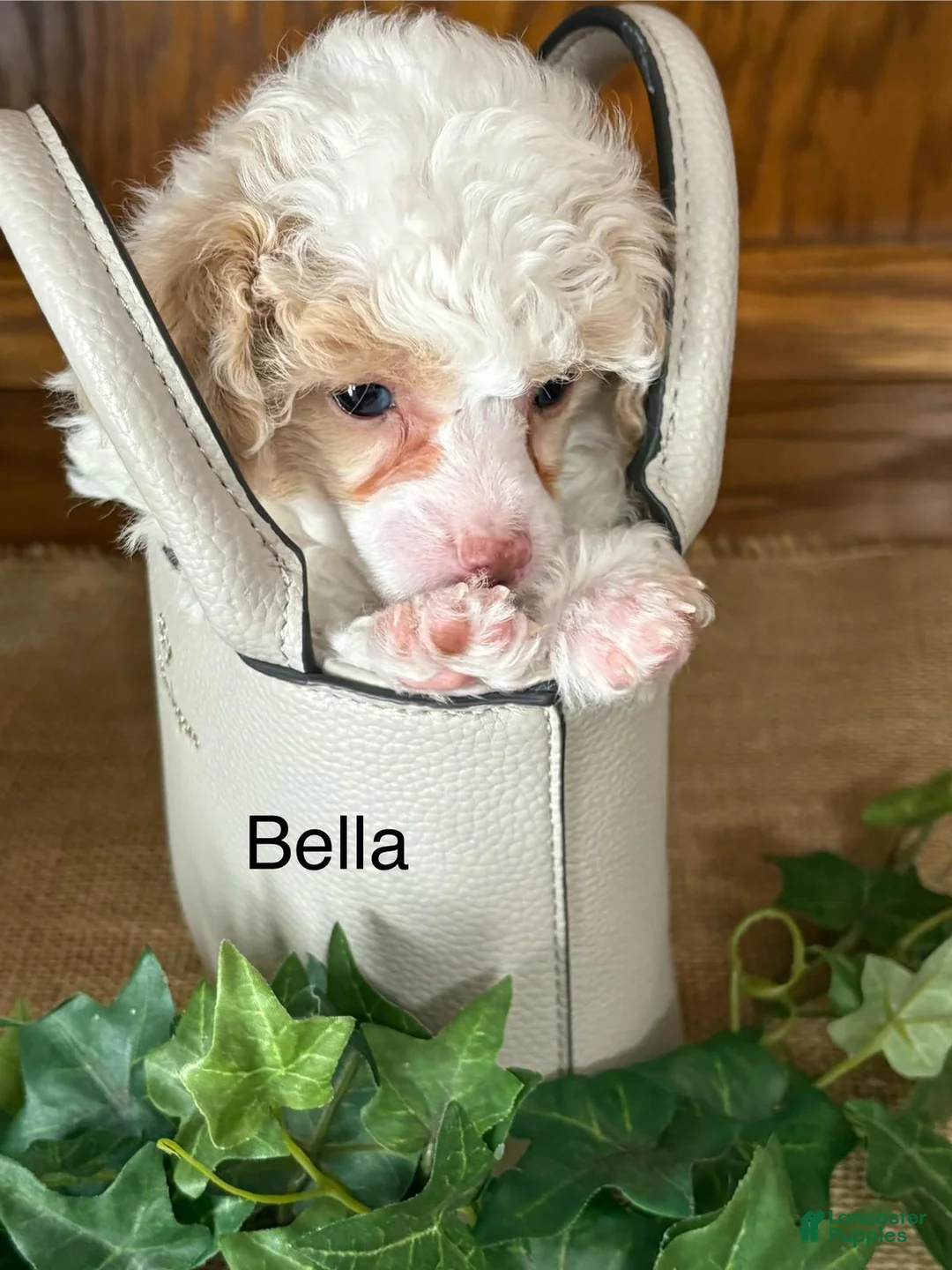 Miniature Poodle dogs for sale: Bella - Ad 2