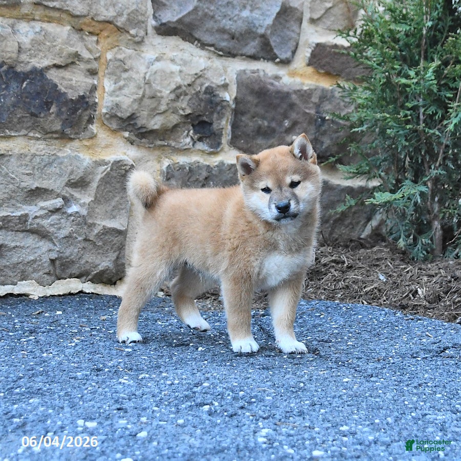 Shiba Inu dogs Shawn  - Ad 1