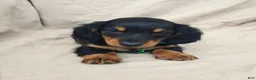 Miniature Dachshund dogs for sale: BRADY - Ad 6