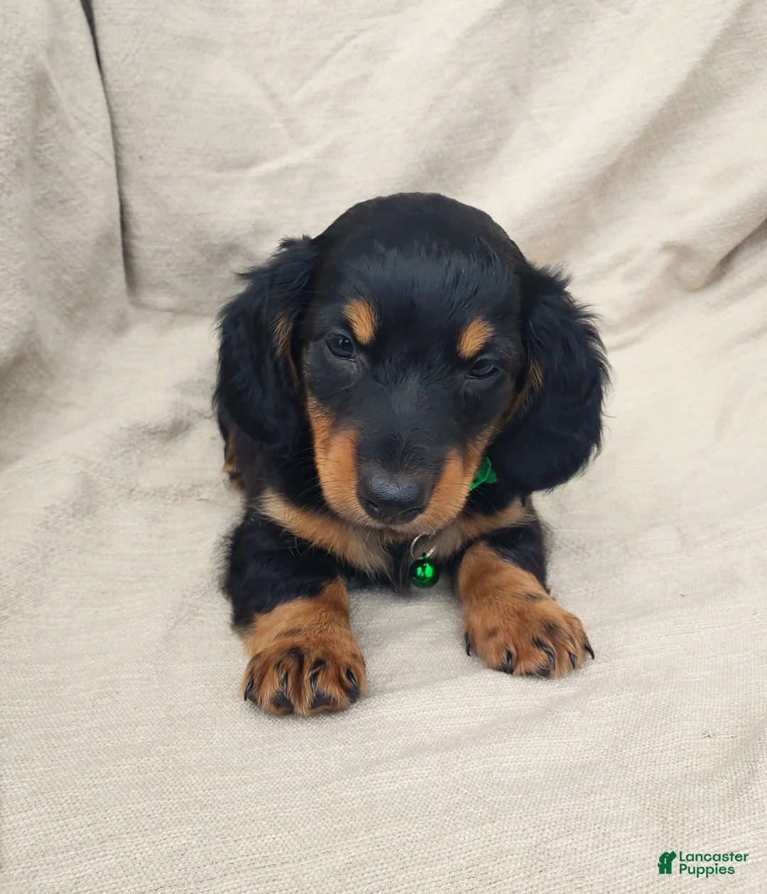 Miniature Dachshund dogs for sale: BRADY - Ad 6