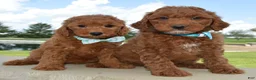 Cockapoo dogs for sale: Kenya - Ad 11