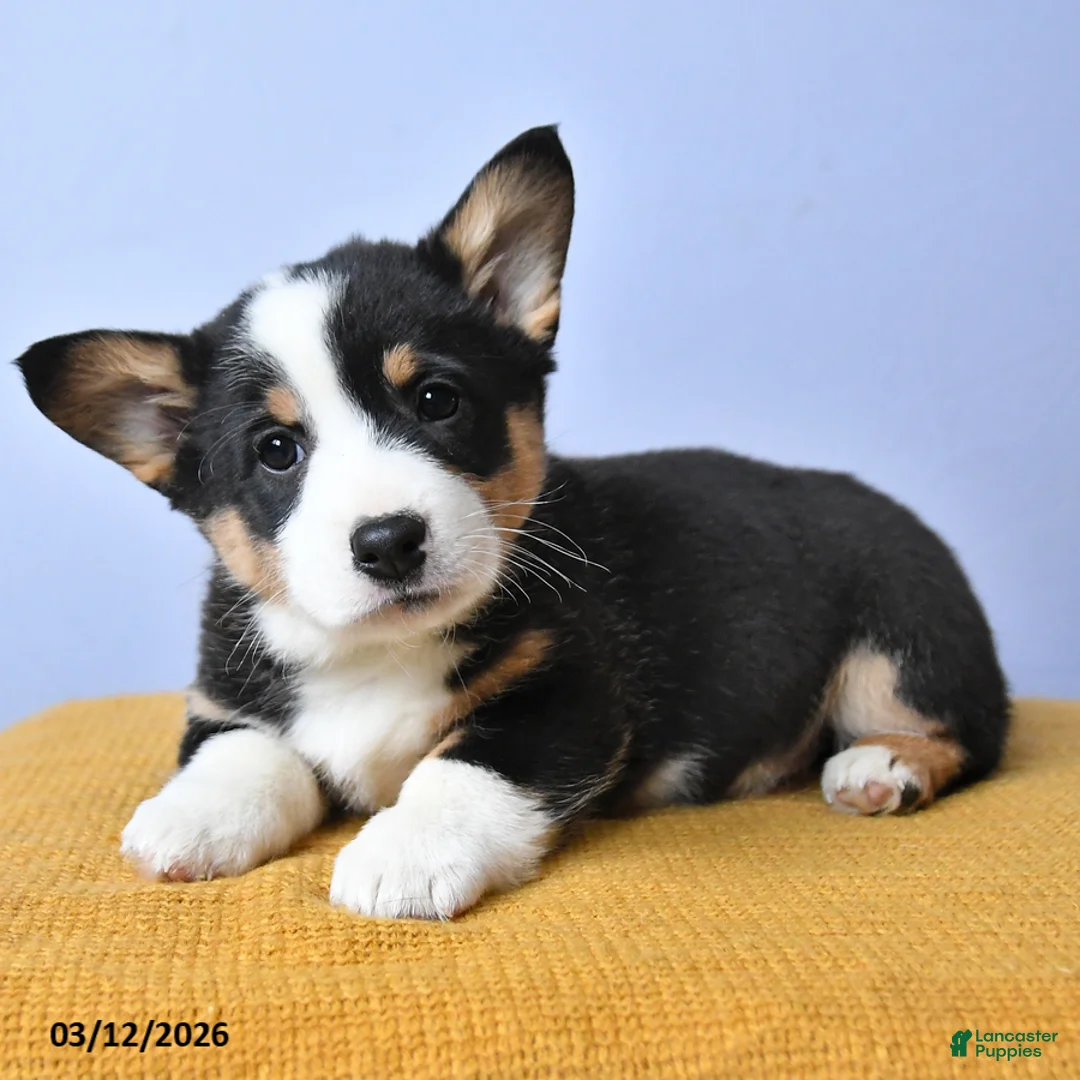 Welsh Corgi Pembroke dogs for sale: Laykin - Ad 5