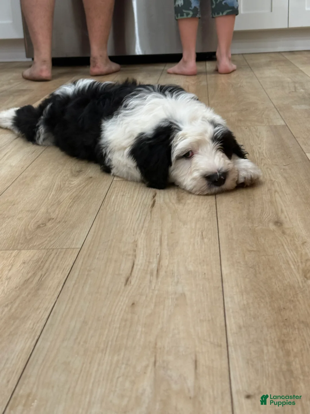 Sheepadoodle dogs for sale: Lucky  - Ad 4