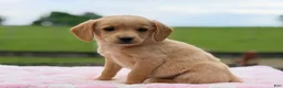 Chiweenie dogs for sale: Molly  - Ad 3