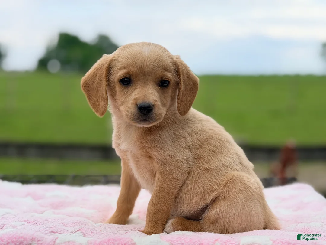 Chiweenie dogs for sale: Molly  - Ad 3
