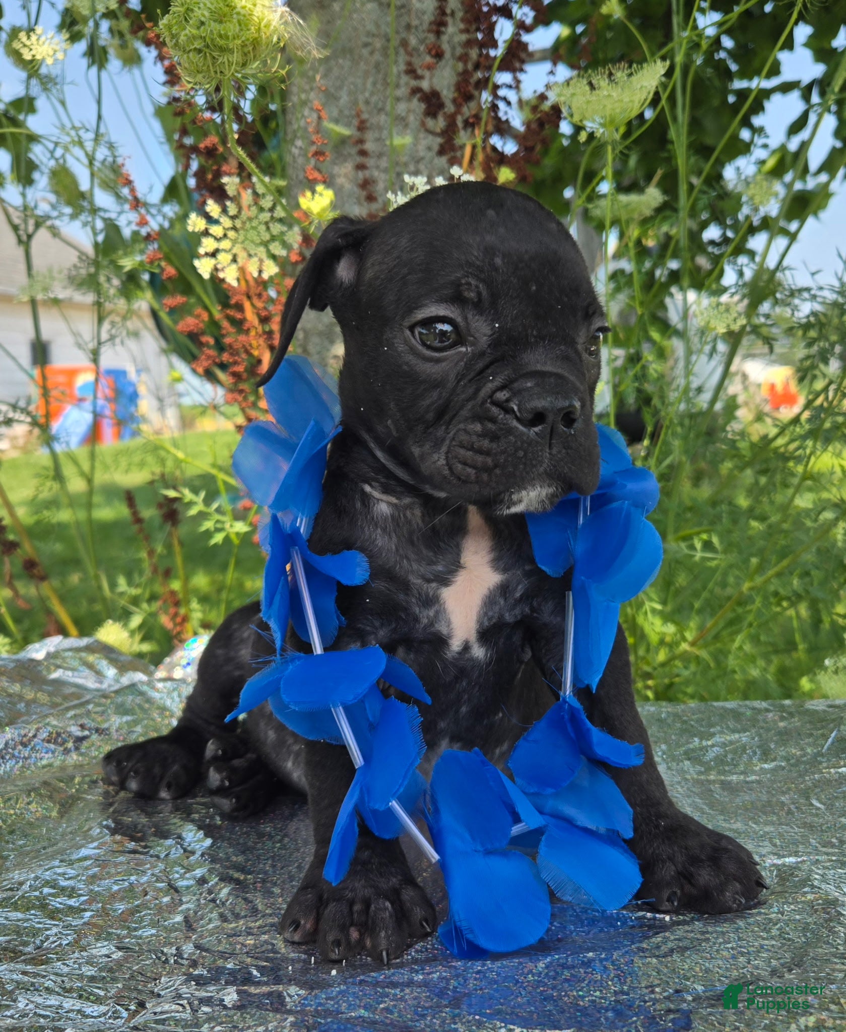 Olde English Bulldogge dogs Dennis - Ad 2