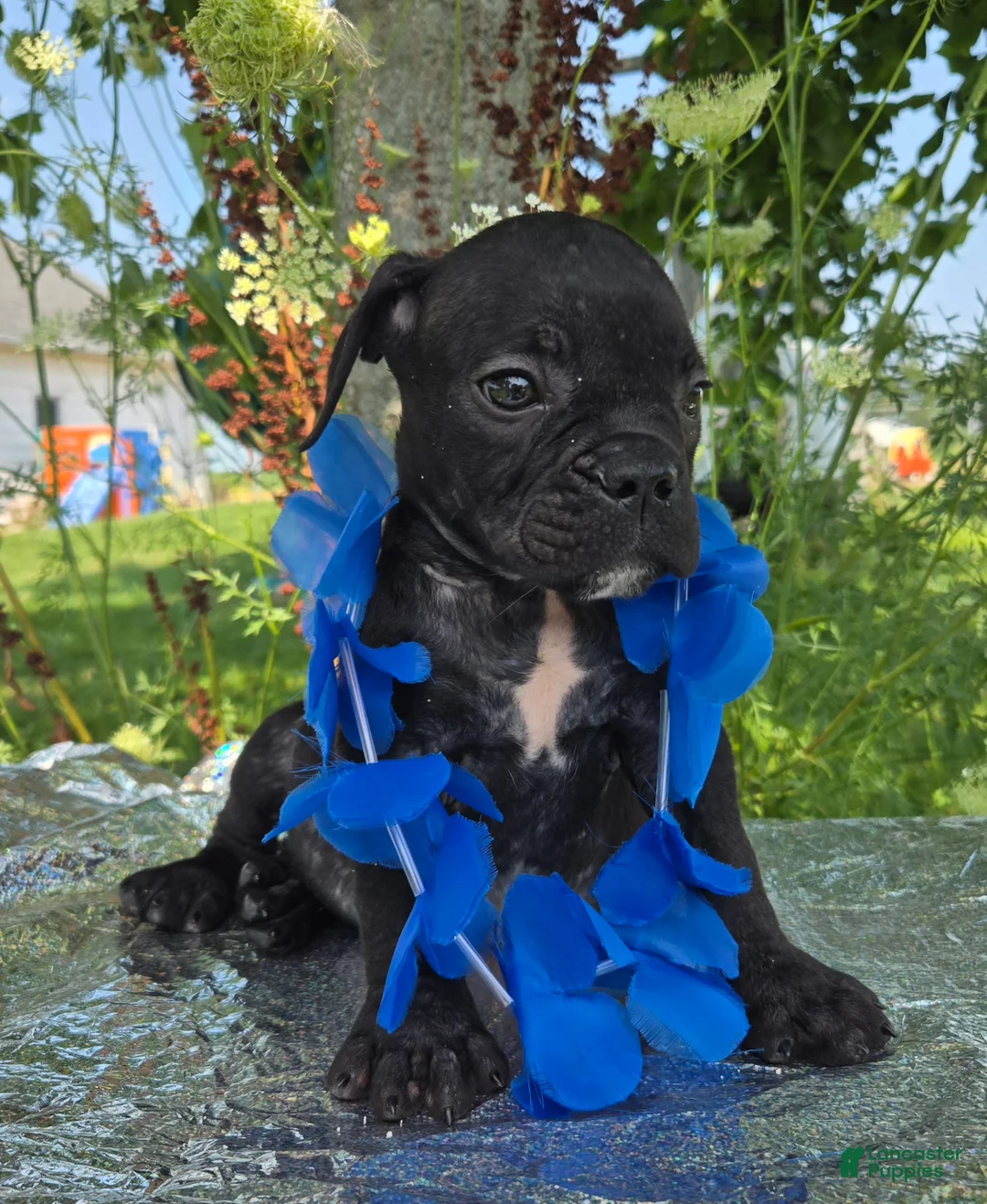 Olde English Bulldogge dogs for sale: Dennis - Ad 2