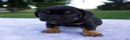Beabull dogs for sale: Hugo - Ad 4