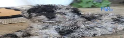 Mixed Breed dogs for sale: Milo - Ad 3