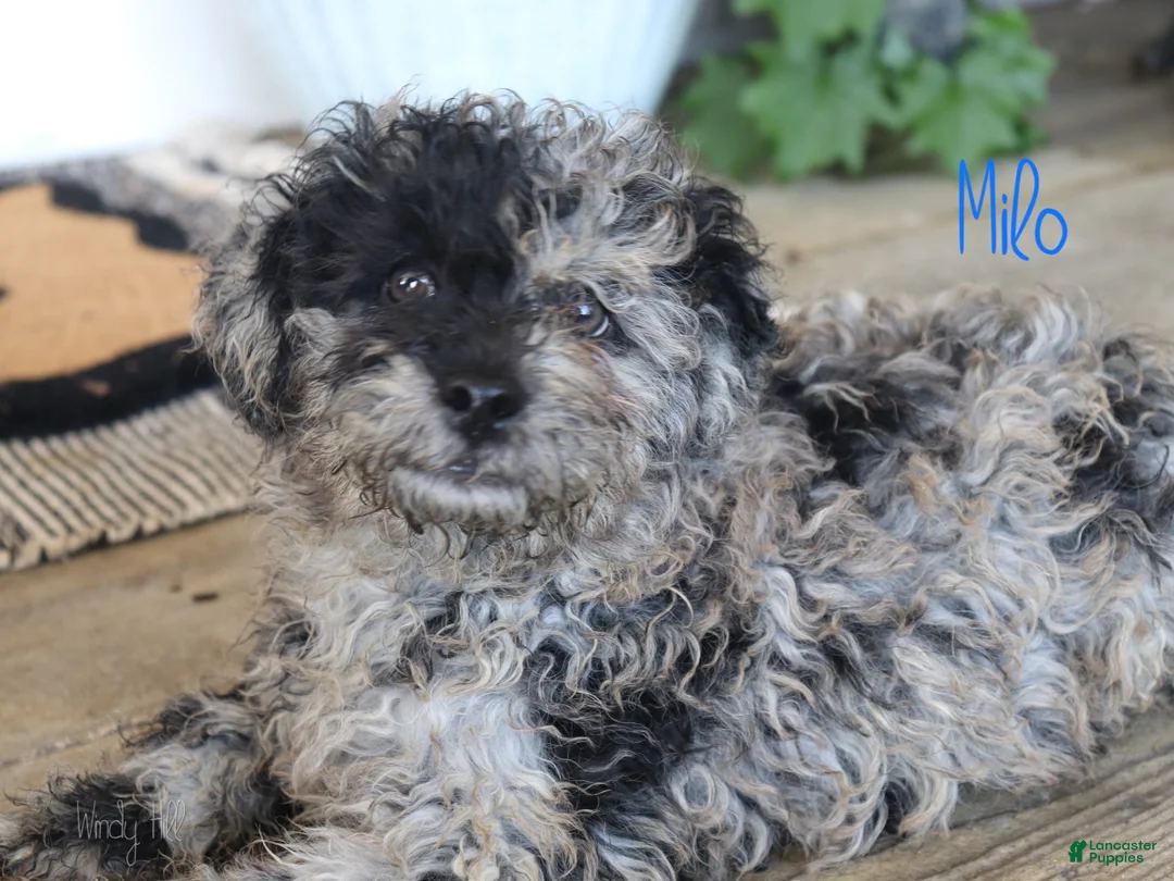 Mixed Breed dogs for sale: Milo - Ad 3