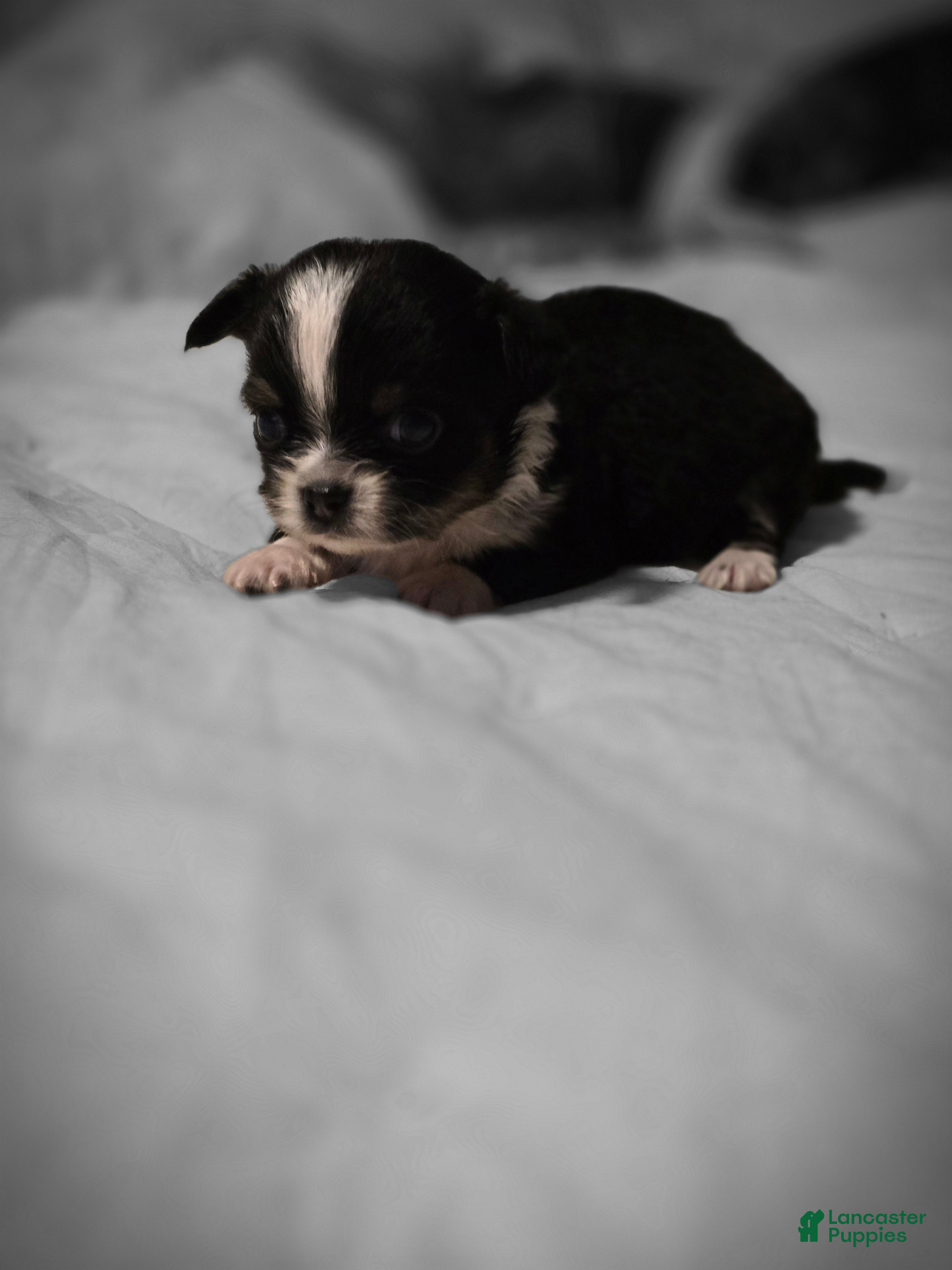 Chihuahua dogs Lizzy  - Ad 2