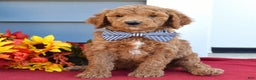 Standard Poodle dogs for sale: Mickey  - Ad 7