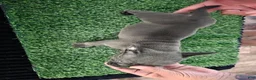 American Bully dogs for sale: American Bully 4 - Ad 4