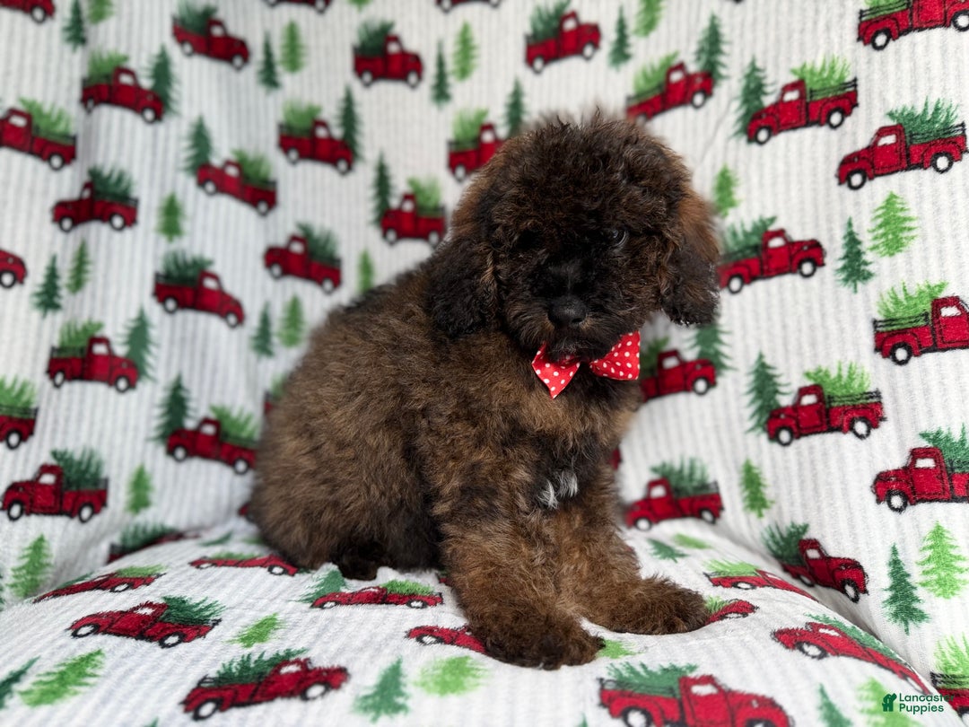 Cockapoo dogs for sale: Gunner - Ad 3