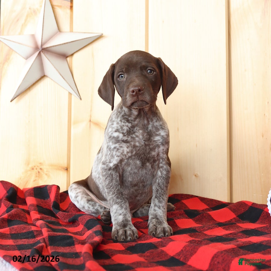 German Shorthaired Pointer dogs Brody - Ad 1