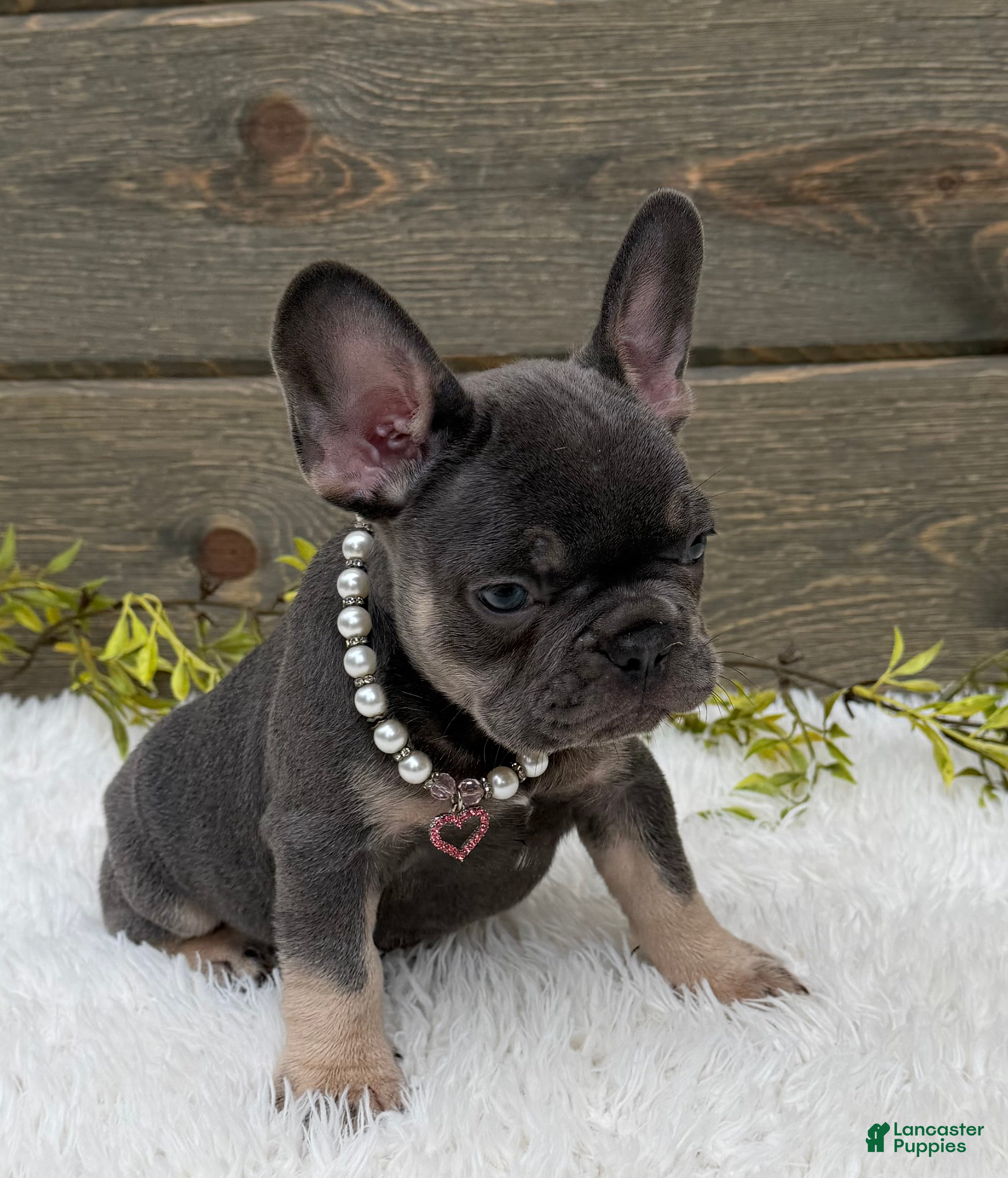 French Bulldog dogs Missy - Ad 2