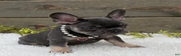 French Bulldog dogs for sale: Missy - Ad 2