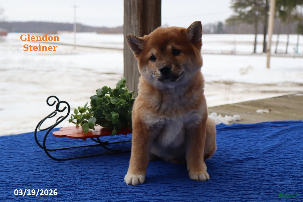 Shiba Inu dogs Ian - Ad 1